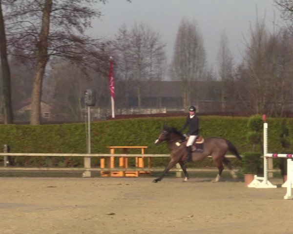 Reitturnier Münster-Handorf | Late Entries 2022
