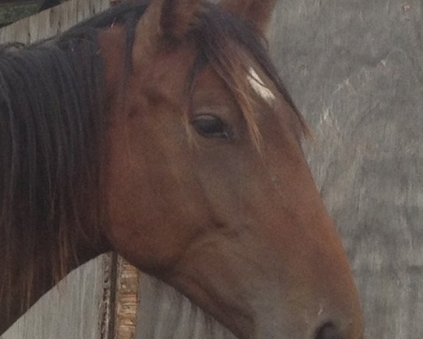 horse Cava (Holsteiner, 2012, from Catoo)