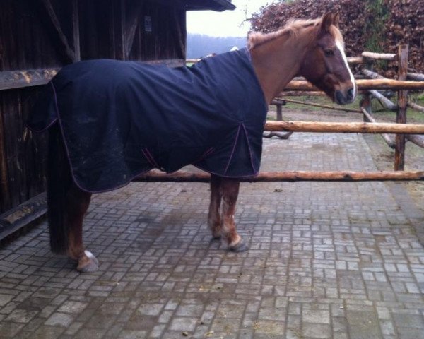 horse Prusko (German Riding Pony, 1990, from Prinzipal)