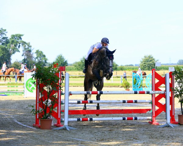 Springpferd Balu 564 (Westfale, 2015, von Blockbuster)