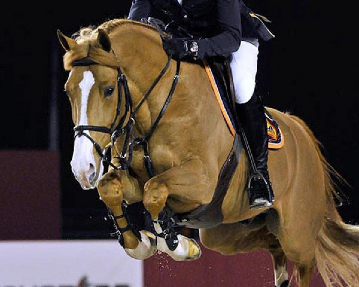 stallion Andiamo Vh Kapelhof Z (Zangersheide riding horse, 2006, from Andiamo)