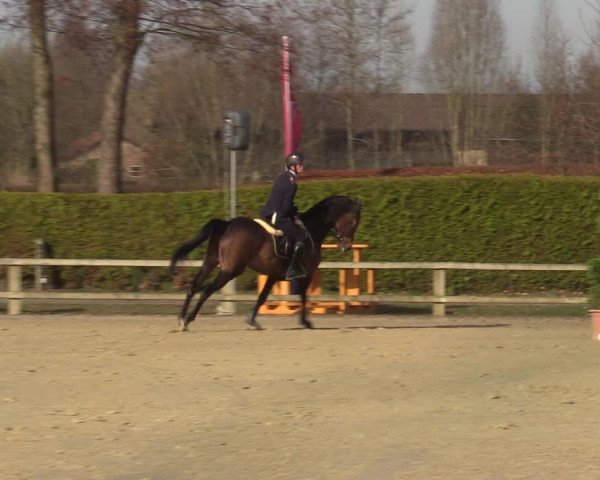 Reitturnier Münster-Handorf | Late Entries 2022