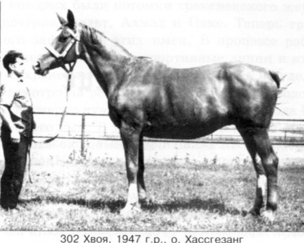 broodmare Chvoja (Russian Trakehner, 1947, from Haßgesang)