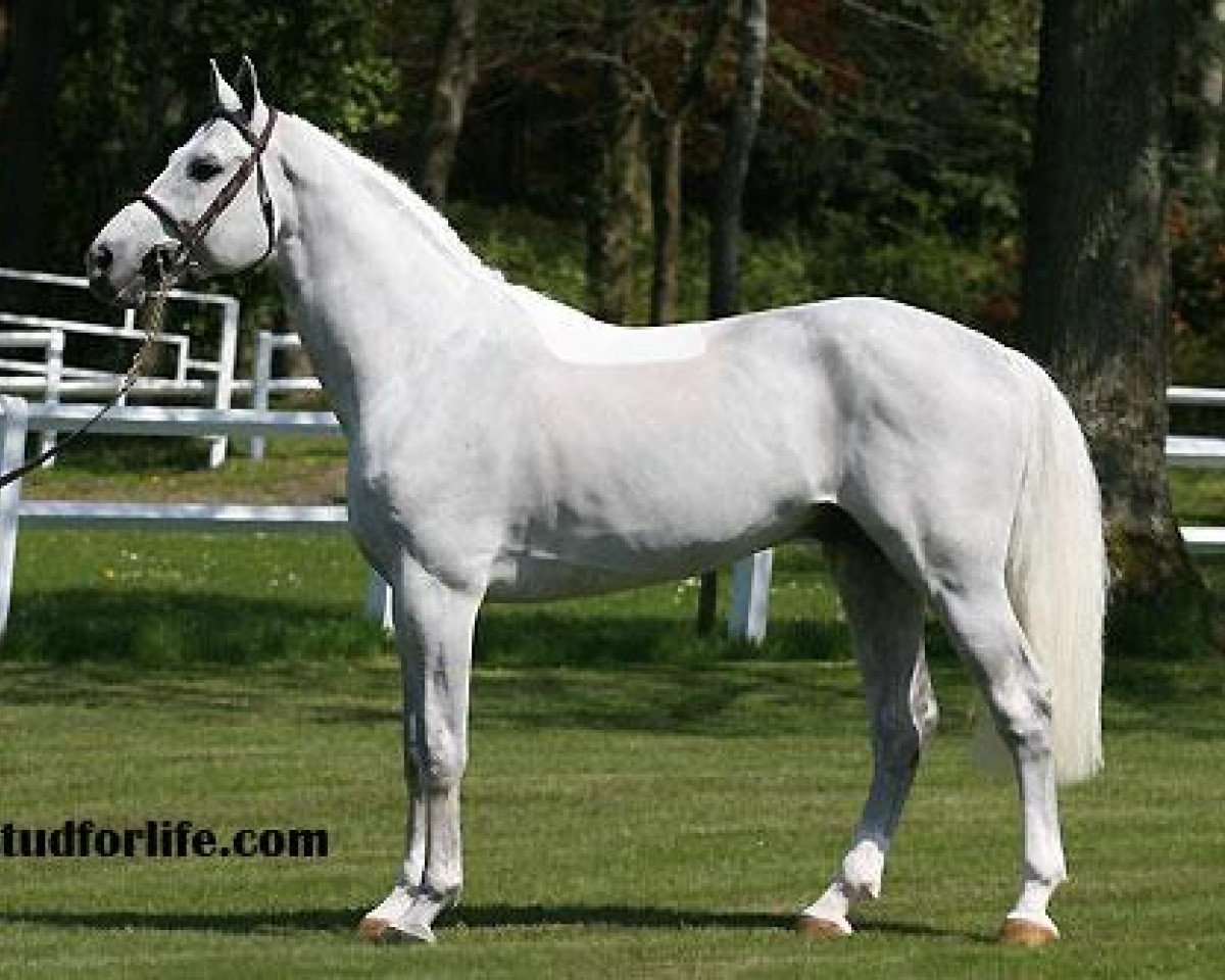 Deckhengst President (KWPN (Niederländisches Warmblut), 1997, von Clinton)
