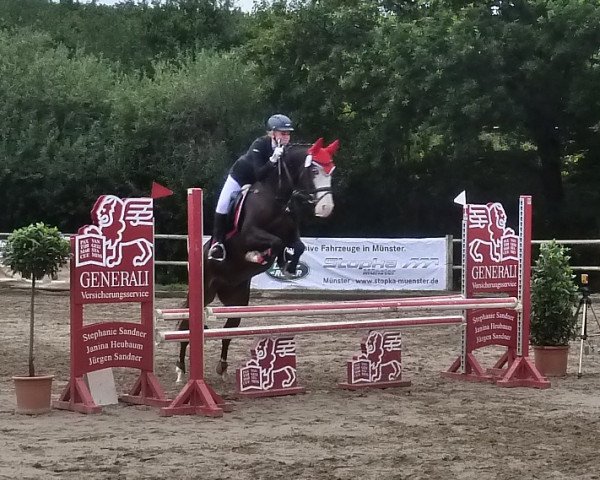 jumper Daiquirii (German Riding Pony, 2005, from Dirigent)