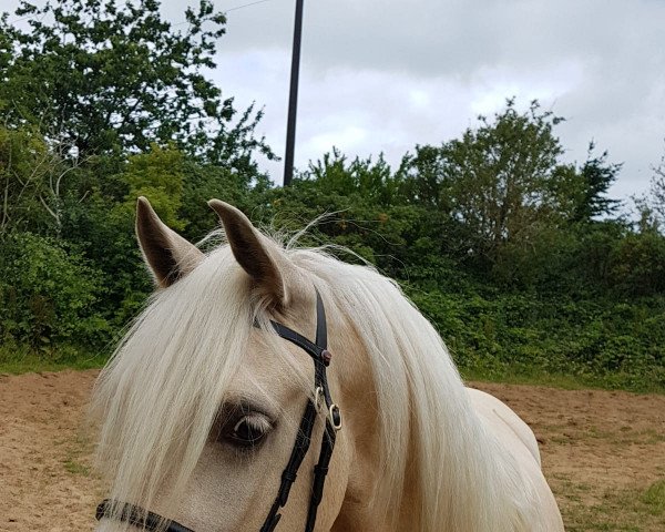 broodmare Möhlenbeeks Santas Gold (Welsh-Cob (Sek. D), 2015, from Babalou)