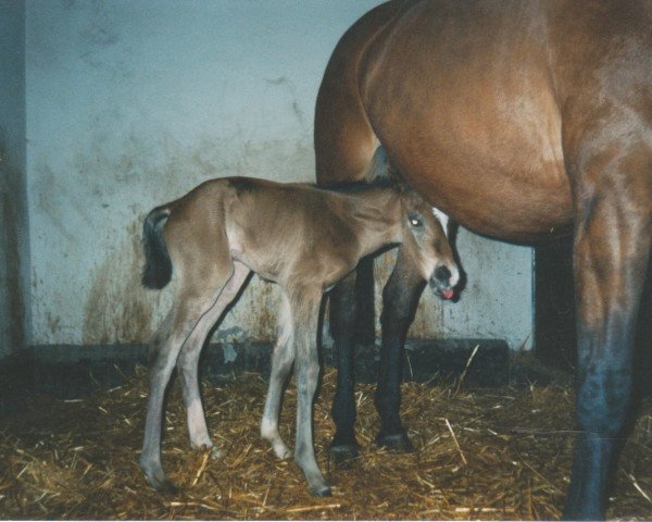 horse Ryu Kishin (Westphalian, 2004, from Rosendahl)