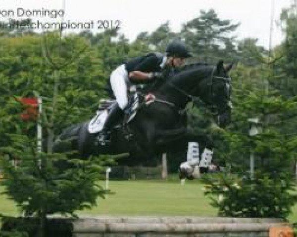 dressage horse Don Domingo 6 (Hanoverian, 2007, from Don Crusador)