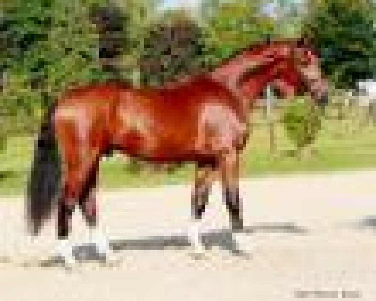 jumper Hunters Argentus (Hanoverian, 2006, from Argentinus)