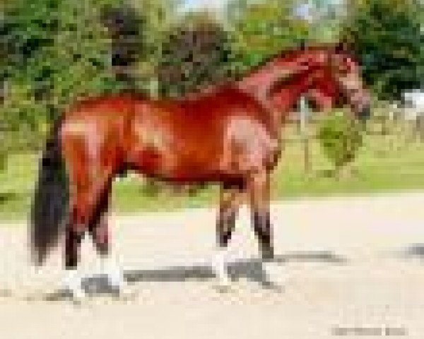 Springpferd Hunters Argentus (Hannoveraner, 2006, von Argentinus) Springpferd Hunters Argentus (Hannoveraner, 2006, von Argentinus)