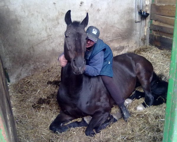 Dressurpferd Ruben Cossani (Hannoveraner, 2003, von Romancero H)