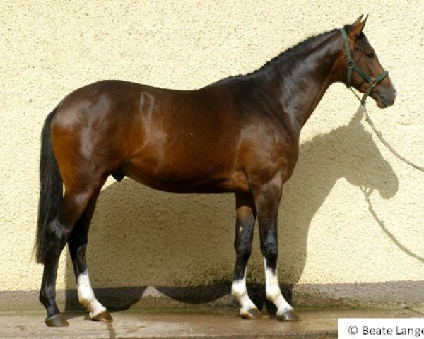 jumper Galileo (Trakehner, 2008, from Leopardstown xx)