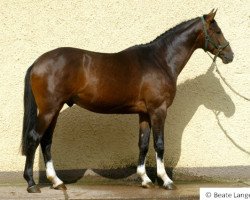 jumper Galileo (Trakehner, 2008, from Leopardstown xx)