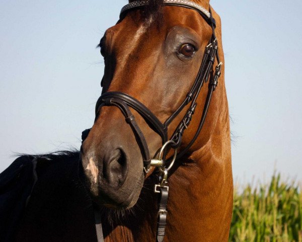 horse Adonis 276 (Hanoverian, 1999, from A Jungle Prince)