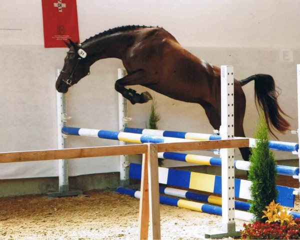 horse Fatu Hiva GS (Westphalian, 2008, from Fifty Cent)