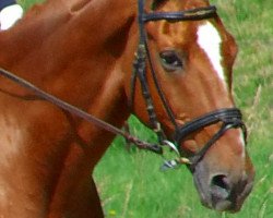 dressage horse Lord Lycon (Trakehner, 1997, from Pomerol)