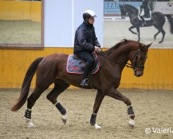 horse Flash Dance GS (Swiss Warmblood, 2010, from Fidertanz)