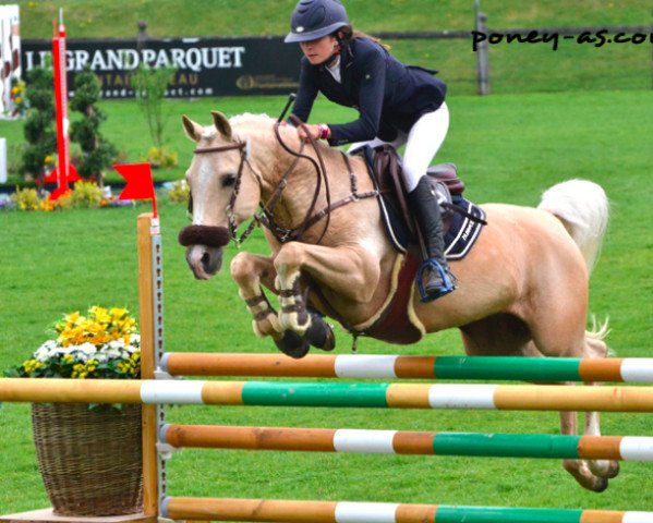 jumper Kalimantan van Orchid's (Nederlands Rijpaarden en Pony, 2006, from Kanshebber)