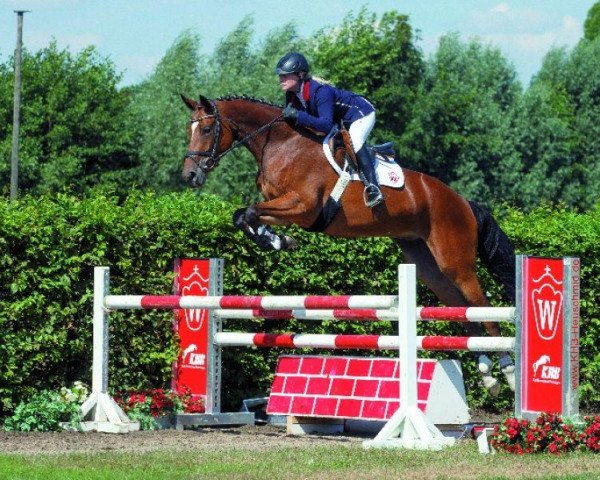 jumper Corona 115 (Westphalian, 2009, from Coronas 2)