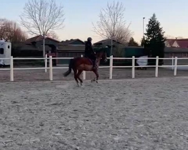 Video von Holsteins Dagobert