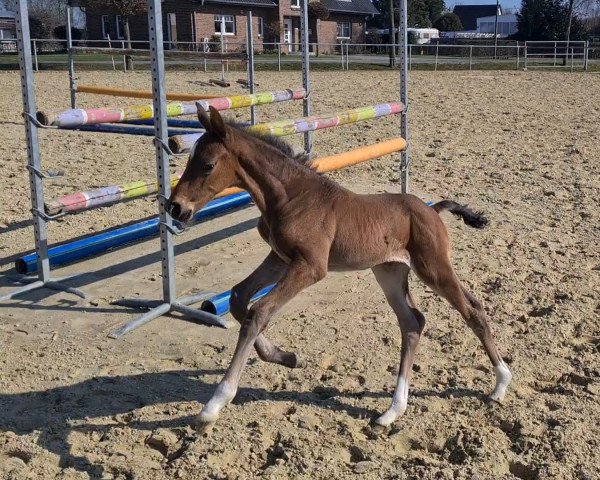 horse E** (Hanoverian, 2022, from Escolar) horse E** (Hanoverian, 2022, from Escolar)
