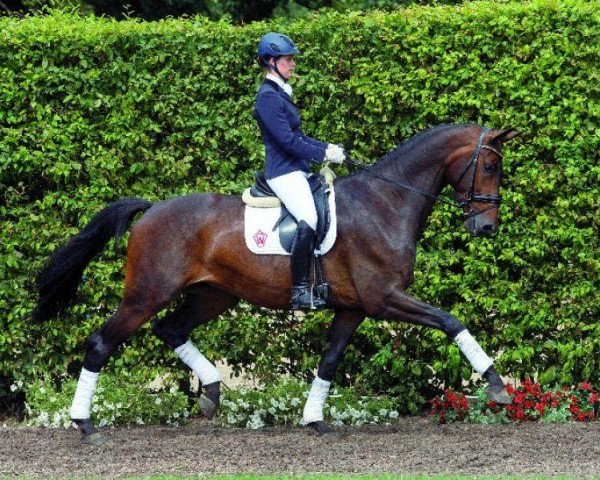 dressage horse Bond 15 (Westphalian, 2009, from Bravissimo)