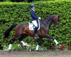 dressage horse Bond 15 (Westphalian, 2009, from Bravissimo)