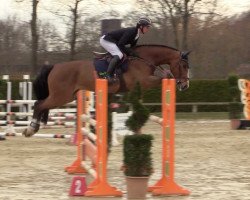 jumper Vithargos W.Z. (Oldenburg show jumper, 2016, from Vivant)
