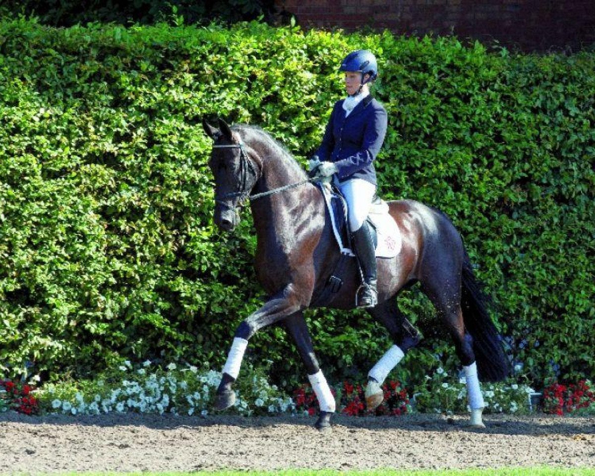 dressage horse Silbereisen (Westphalian, 2009, from Sandro Hit)