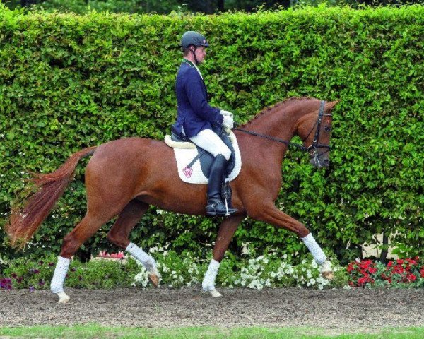 dressage horse Showtime Kr (Westphalian, 2010, from Sir Donnerhall I)