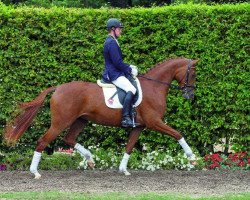dressage horse Showtime Kr (Westphalian, 2010, from Sir Donnerhall I)