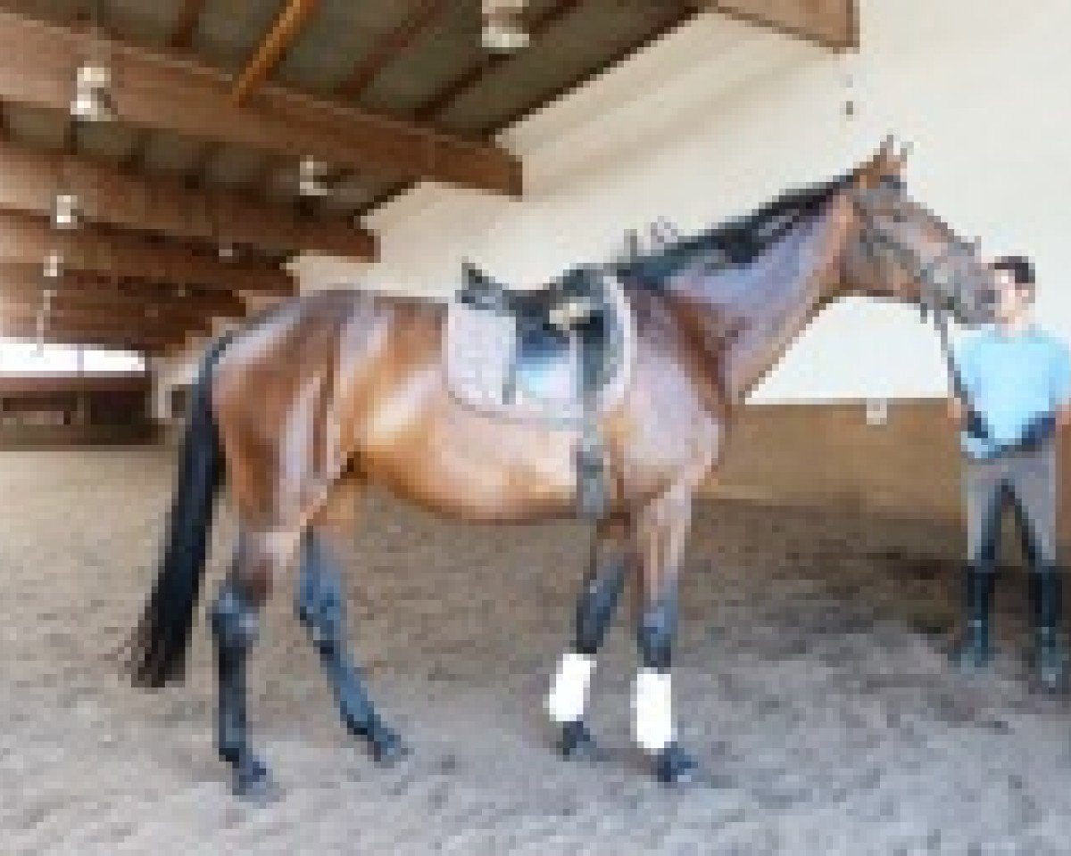 horse Boney M 3 (German Sport Horse, 2007, from Daddy Cool)