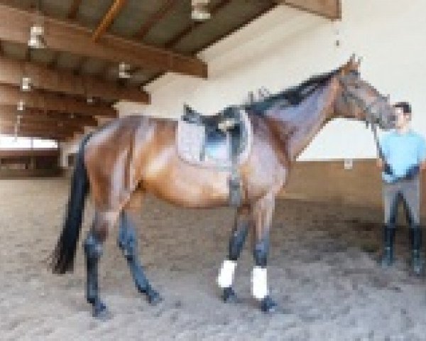 horse Boney M 3 (German Sport Horse, 2007, from Daddy Cool)