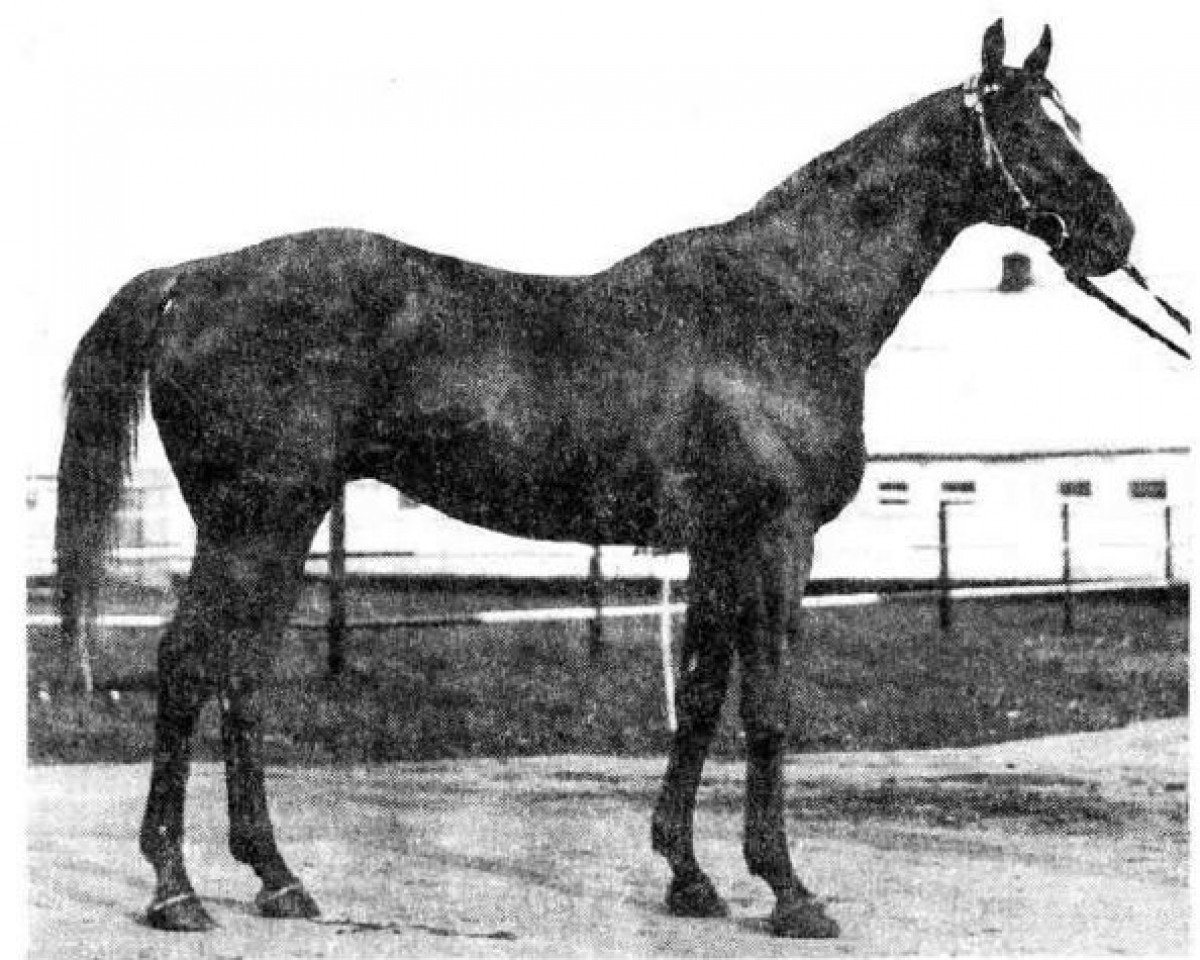 stallion Sakasnik xx (Thoroughbred, 1968, from Zadorny xx)