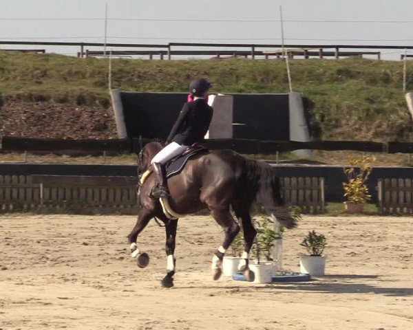 Reitturnier Schülp / Rendsburg 2022