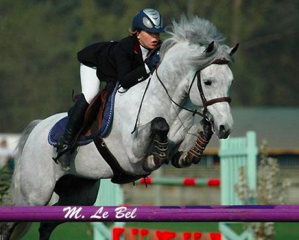 stallion Magic Leam Pondi (Connemara Pony, 2000, from Dexter Leam Pondi)