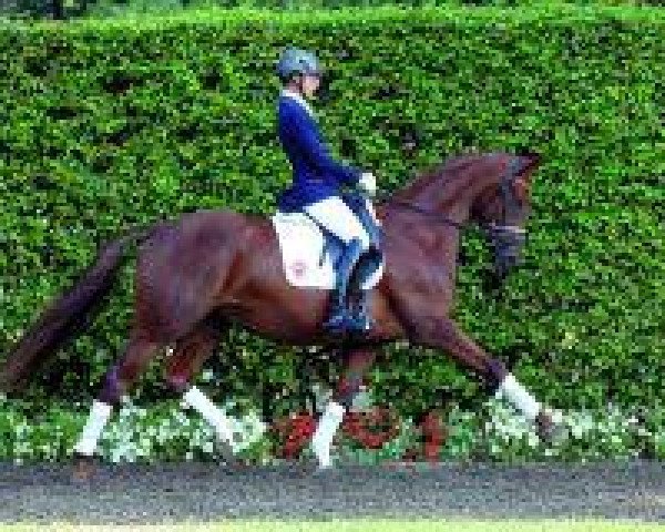 broodmare Dalai Sun (Westphalian, 2009, from Don Primus)