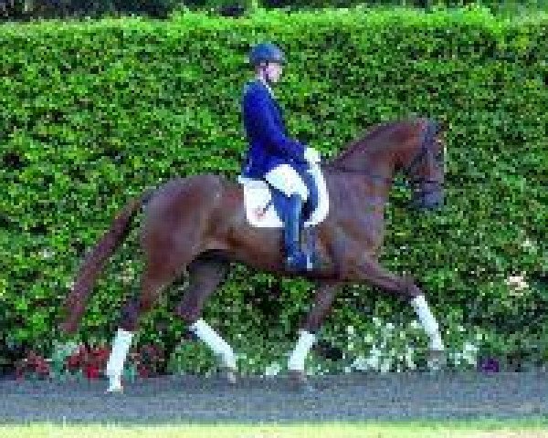 dressage horse Ribery (Westphalian, 2010, from Riccio)