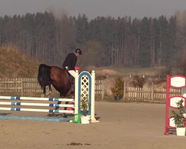 Reitturnier Schülp / Rendsburg 2022