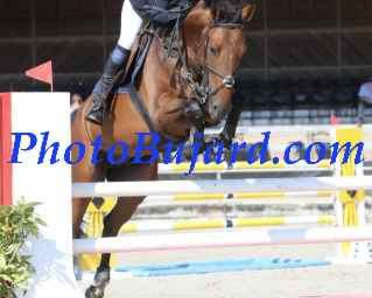 jumper Fakir de Malnuit CH (Swiss Warmblood, 2007, from Fakir des Bruyères)