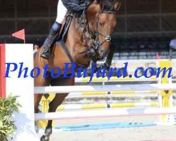 jumper Fakir de Malnuit CH (Swiss Warmblood, 2007, from Fakir des Bruyères)