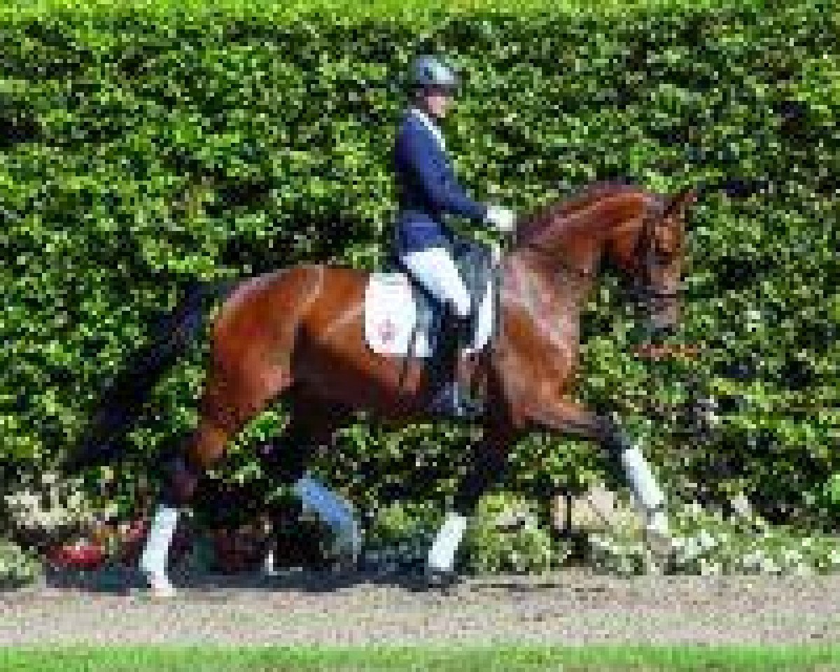 Dressage horse Souy (Westphalian, 2009, from Show Star)