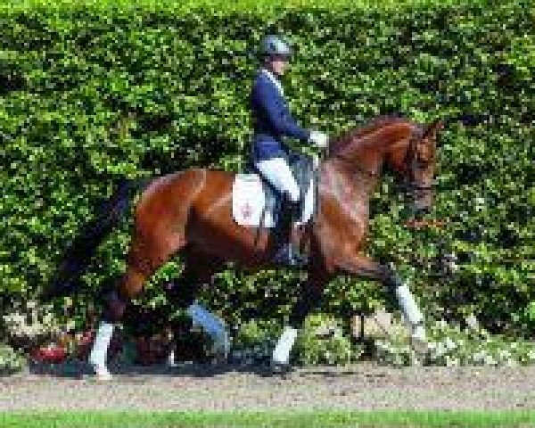 dressage horse Souy (Westphalian, 2009, from Show Star)