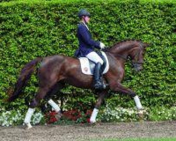 dressage horse Bajramaj (Westphalian, 2010, from Belissimo NRW)
