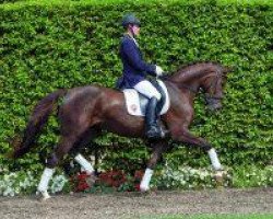 dressage horse Bajramaj (Westphalian, 2010, from Belissimo NRW)