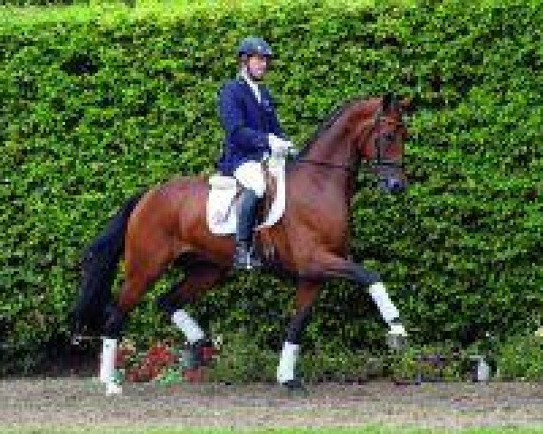 dressage horse Bel Amour (Westphalian, 2010, from Benetton Dream FRH 1301)