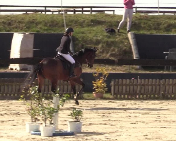 Reitturnier Schülp / Rendsburg 2022