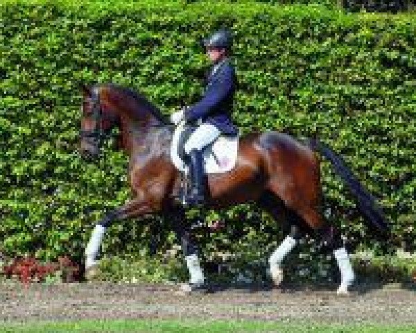 horse Fürst Fabriano 2 (Westphalian, 2010, from Fiderstep)