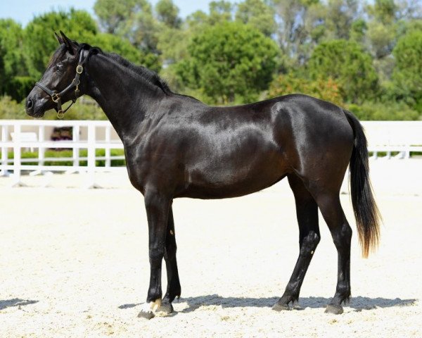 jumper Djamilija de Fangar (Hanoverian, 2011, from Birkhofs Denario)