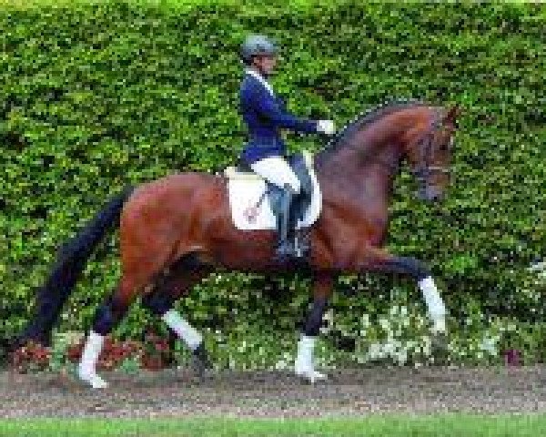 Dressurpferd Fidermann (Westfale, 2008, von Fidertanz) Dressurpferd Fidermann (Westfale, 2008, von Fidertanz)